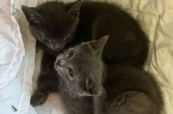 Chat trouvé Nouvelle-Aquitaine, photo: Chatte et chatons trouvés à Mimizan