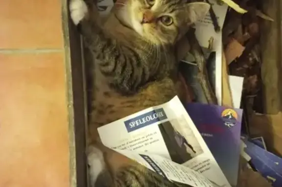 Chat perdu, , photo: Chatte perdue: 1 an, Dévoluy