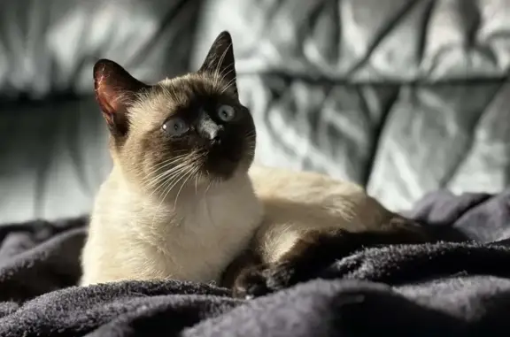 Chat beige/marron disparu D87 - photo
