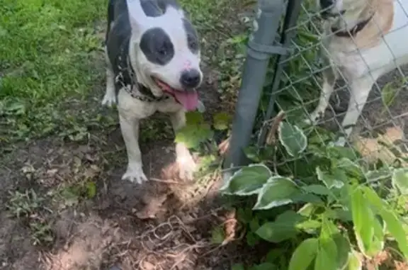 Found Male Pit Terrier in Hobart, IN - Help!