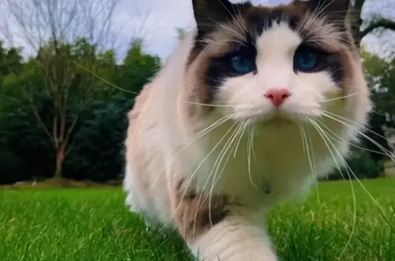 Animaux perdus Nantes, photo: Chat Ragdoll perdu à Nantes