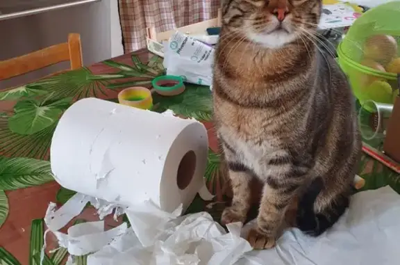 Animaux perdus , photo: Alerte: Chat BIDOUNE égaré!