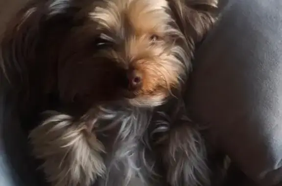 Lost Yorkie Buksie in Waverley - Help Find Him!