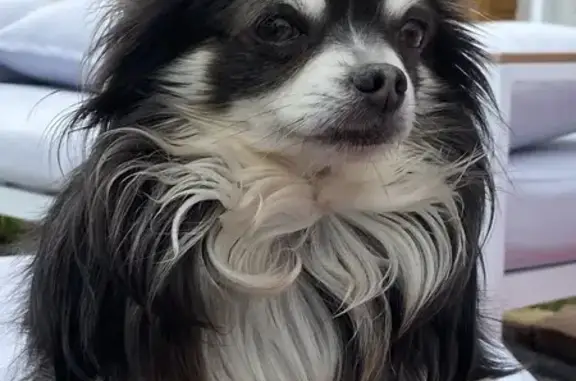 Chien perdu , photo : Chien chihuahua noir/crème perdu