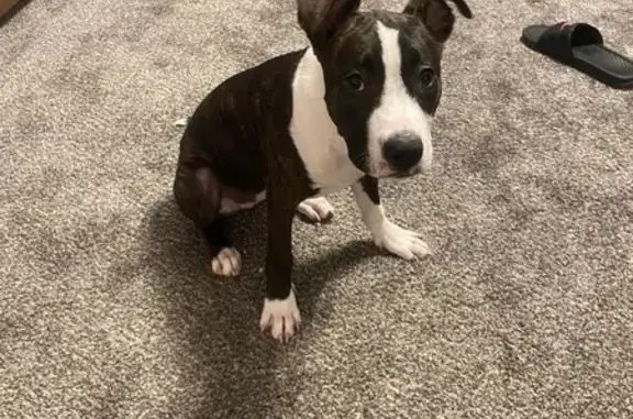 Lost Pitbull in Acres Home – Help Find Her!