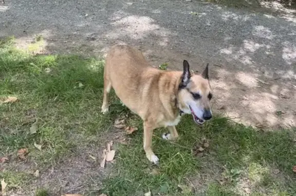 Chien errant à Castanet-Tolosan - photo