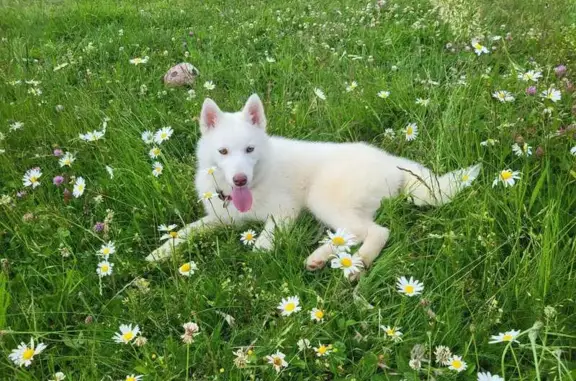 Chien perdu , photo : Chiot craintif perdu à Pulvérières