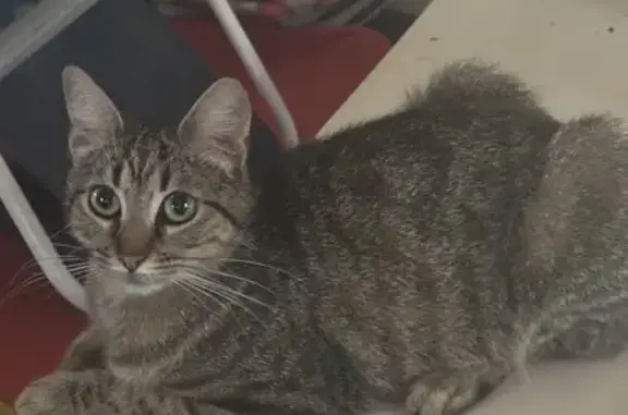 Chatte sociable trouvée à Lunel - photo