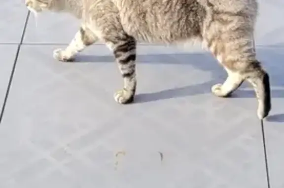 Animaux perdus Vignoc, photo: Chat européen perdu à Vignoc