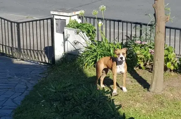 Chien errant à Saint-Nazaire - photo