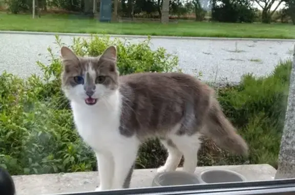 Chatte grise perdue, douce - Mussonnière - photo