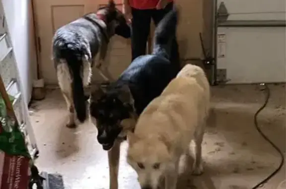 Lost Shepherds Found: 3 Male Dogs - Pickerington