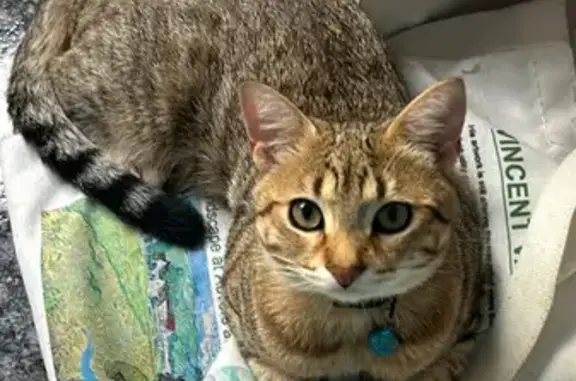 Gato Atigrado Perdido en Málaga - ¡Ayuda!