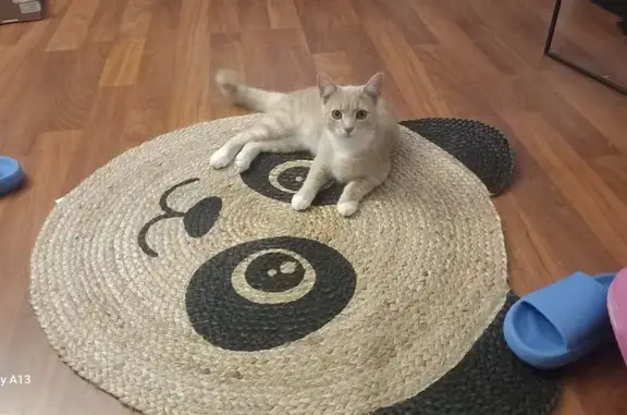 Animaux perdus Noisy-le-Grand, photo: Chat Nuggets perdu - Noisy-le-Grand