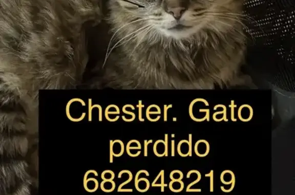 Gato Persa/Maine Perdido en Gijón