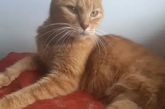 Chat roux castré trouvé à Courrières - photo