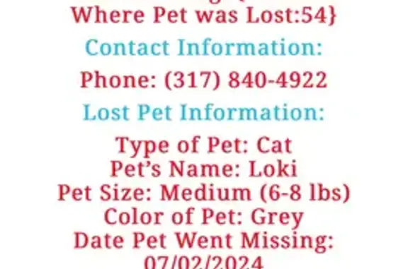 Lost Grey Tabby Cat Near Spring Lake, IN!