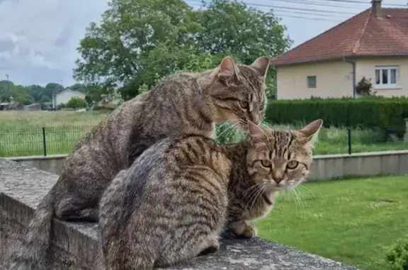 Chat Peach disparu à Montigny - photo