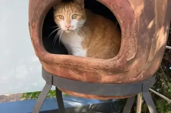 Chat perdu, , photo: Chat Roux-Blanc Perdu à Bolsenheim