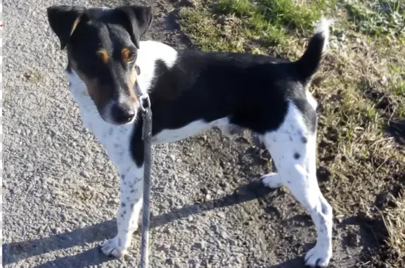 Chien perdu , photo : Chien Opus perdu au Liège