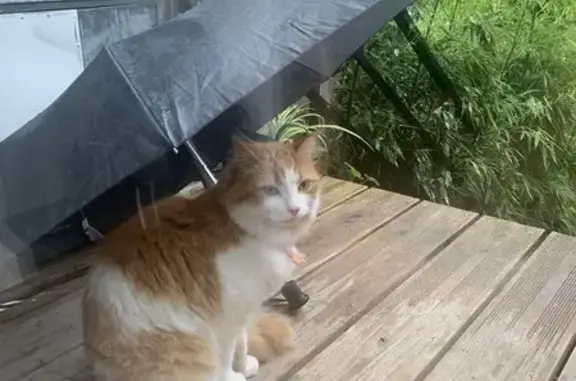 Animaux perdus Arcueil, photo: Chat roux perdu - Villa 35 Arcueil