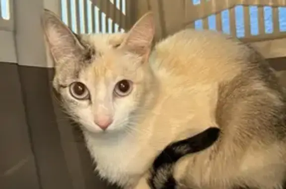 Gatos perdidos, , foto: Gata Bicolor Ojos Azules Perdida en Atarfe