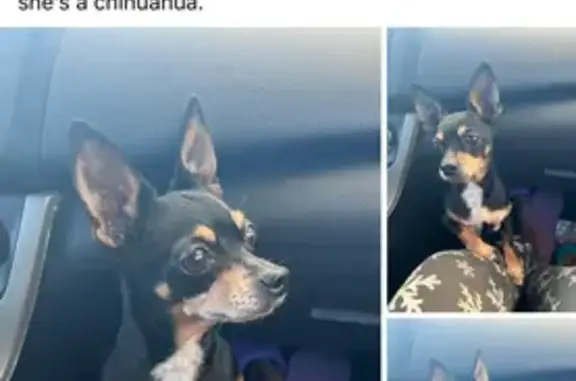 Lost Senior Chihuahua on NC Hwy 58 - Help!