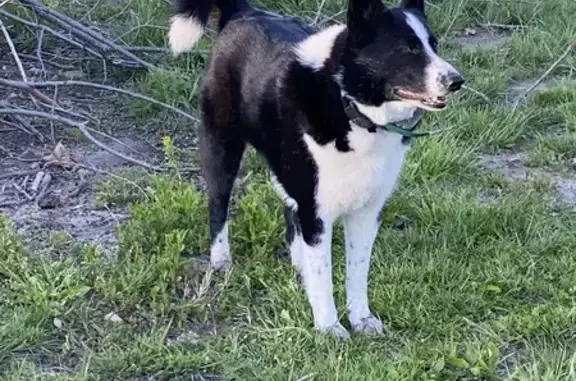 Lost Dog Alert: Large B&W Male Near Danville!