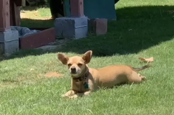 Lost Chihuahua in 93308 - Help Find Him!