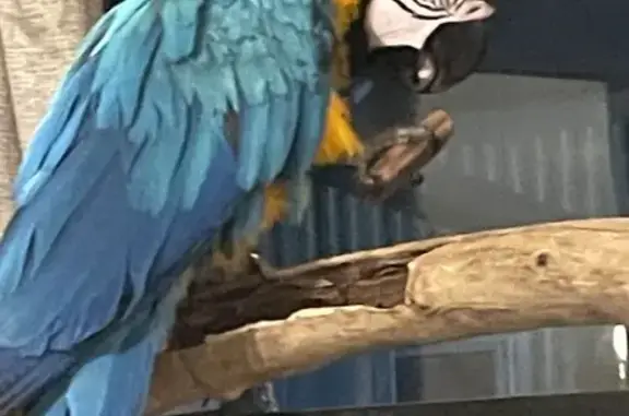 Lost Macaw Lulu! Reward! Friendly & Vocal