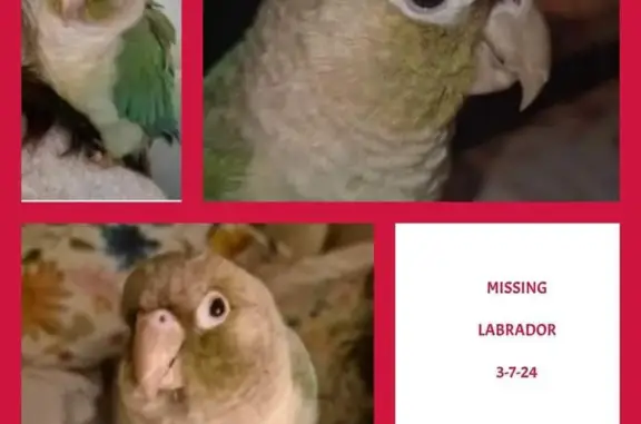 Lost Cinnamon Conure - Help Find Her!