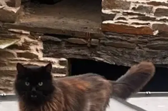 Chat errant à Guer adopté - photo