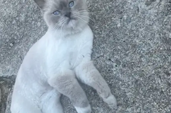 Lost Ragdoll Cat Winter in Savannah - Help Find Him!
