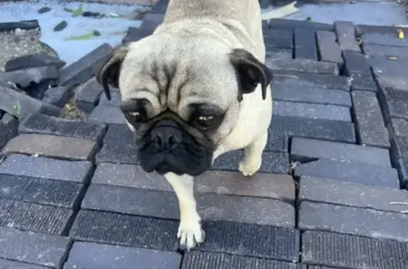 Lost Pug Found on West 67th, Denver - Help!