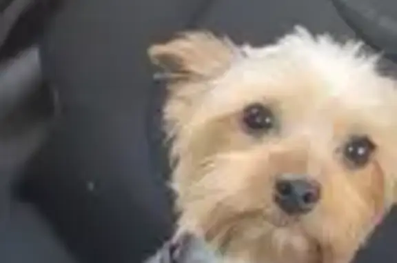 Lost Yorkie Girl on Page Ave - Help Find Her!