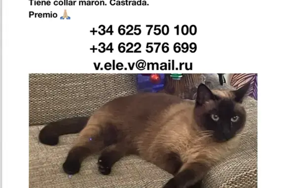 Gato Extraviado en Bendinat - ¡Ayuda!