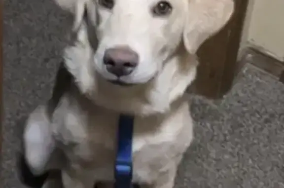 Help Find Teddy: Lost Yellow Lab in Springfield!