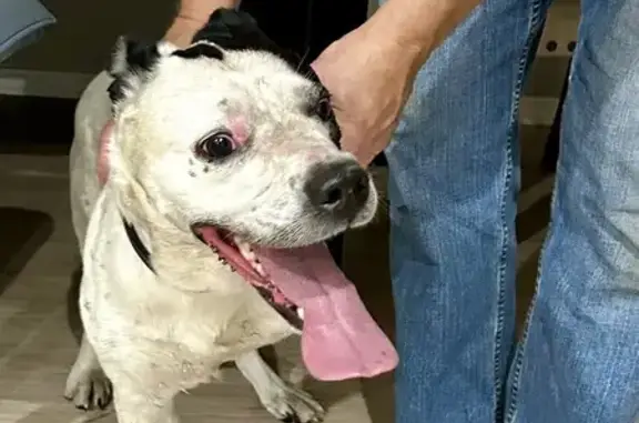 Lost Pup Found: 3-Legged Black & White Mix!