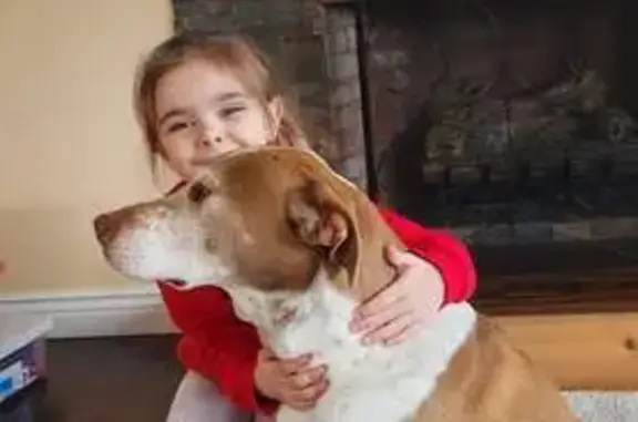 Lost and found pets , photo: Lost Dog Alert: Friendly Pointer/Dogo Mix - Plymouth