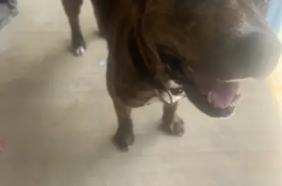 Found pets , photo: Found Dog: Male Pit Bull/Boxer Mix on Porch!