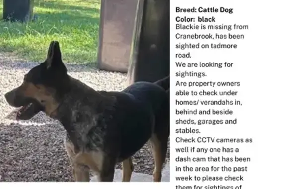 Lost Dog Alert: Red Cattle/German Shepherd!