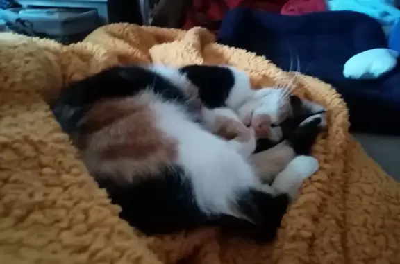 Animaux perdus Saint-Georges-de-Didonne, photo: Chatte isabelle disparue à Saint-Georges