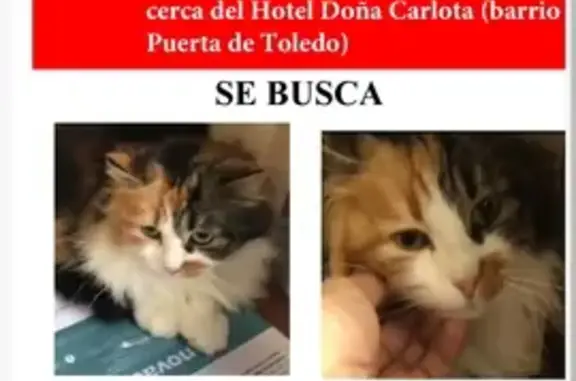 ¡Ayuda! Gato Tricolor Perdido Cerca de la Universidad