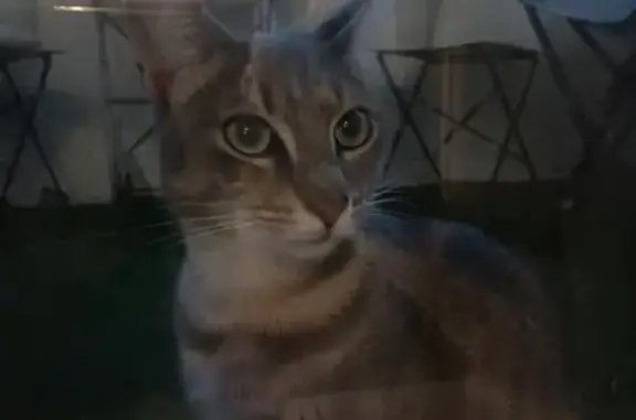 Chat sociable trouvé à La Roche - photo