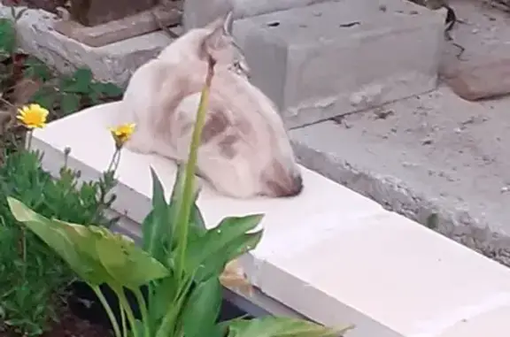 Chat rayé trouvé à Meauzac - photo