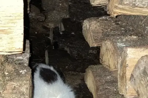 Chat blanc et noir perdu à Éguelshardt - photo