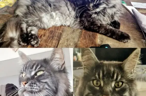 Chat perdu, , photo: Recherche Maine Coon égaré