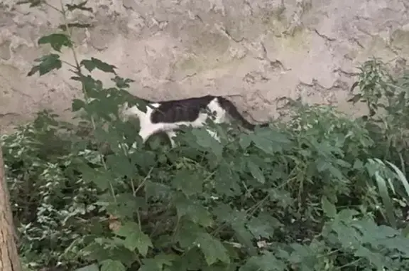Chat perdu rue d'Aubervilliers - photo