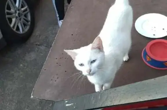 Chat blanc trouvé à Morhange - photo