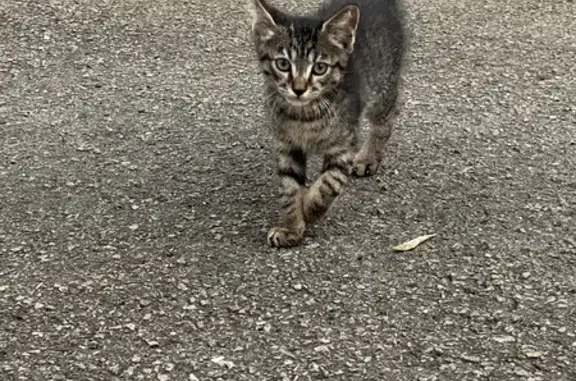 Chaton femelle trouvé à Montoir - photo